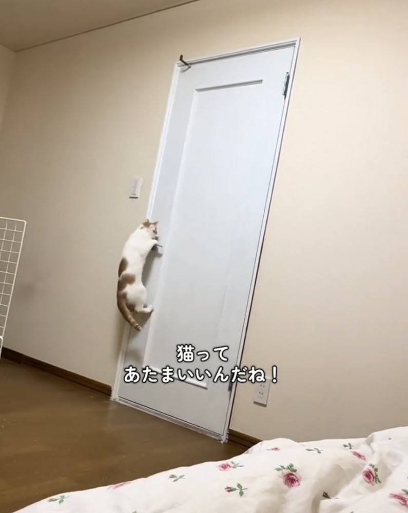 ドアノブに掴まる猫