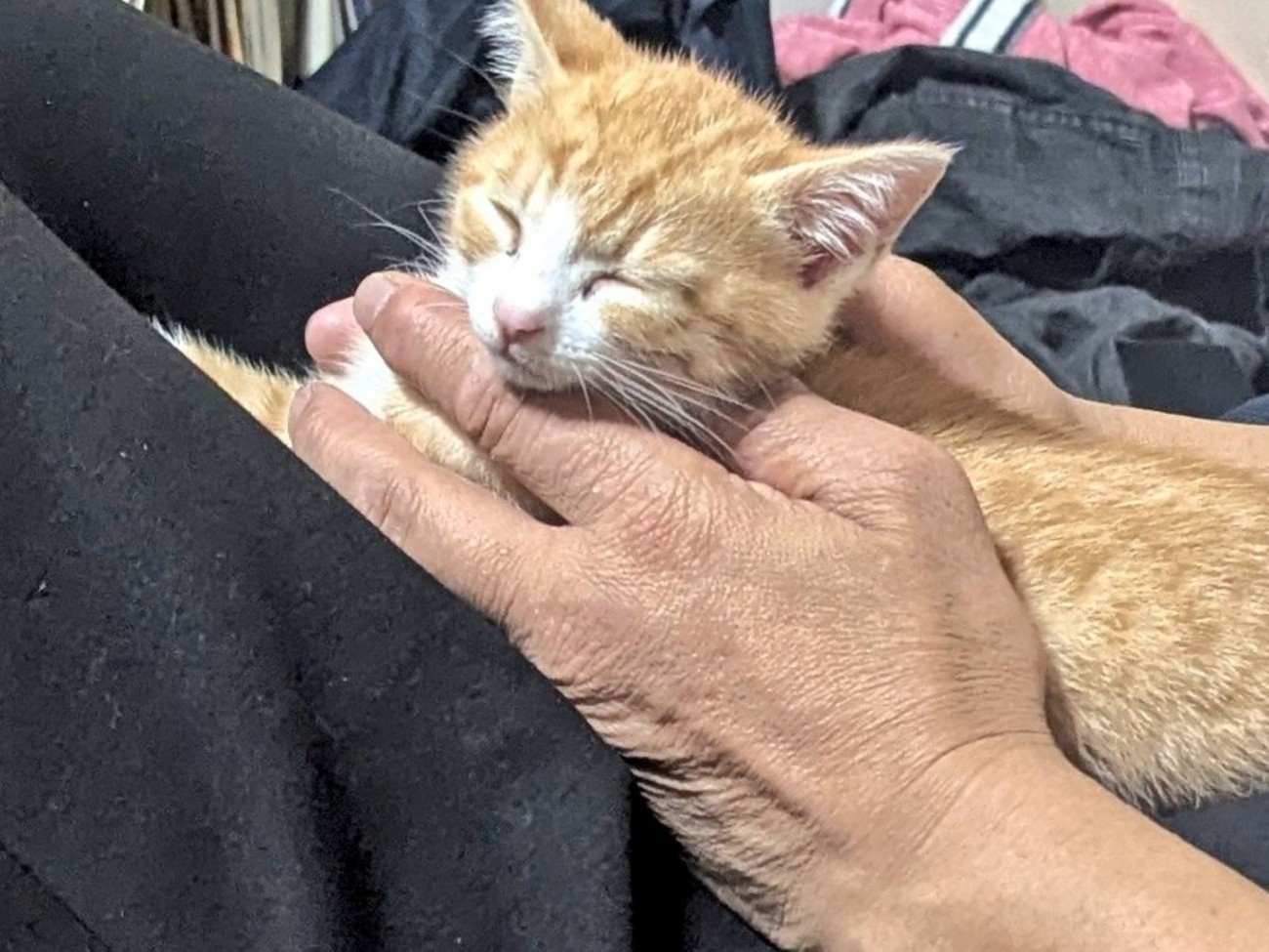 両手で支えてもらってすっかり気持ちよくなって眠り始める子猫