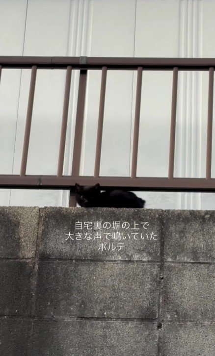 塀の上の子猫