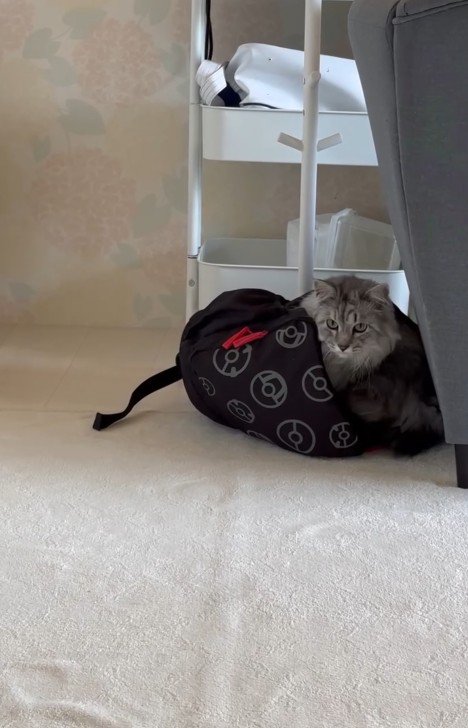 リュックに入る猫