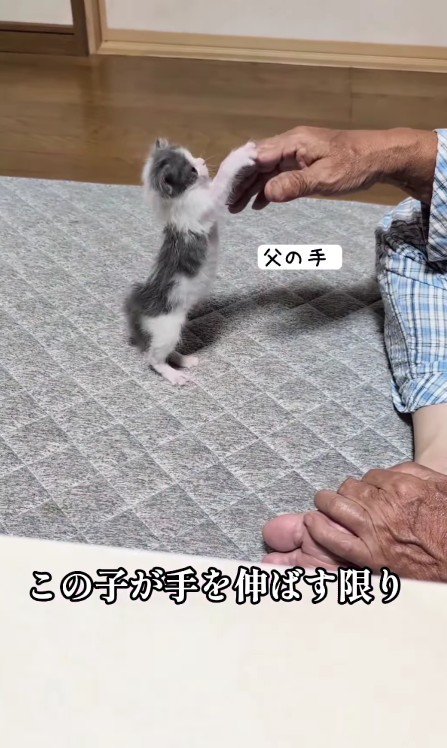 遊んでいる子猫