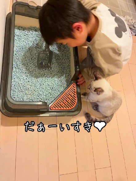 猫のトイレを掃除する男の子と子猫