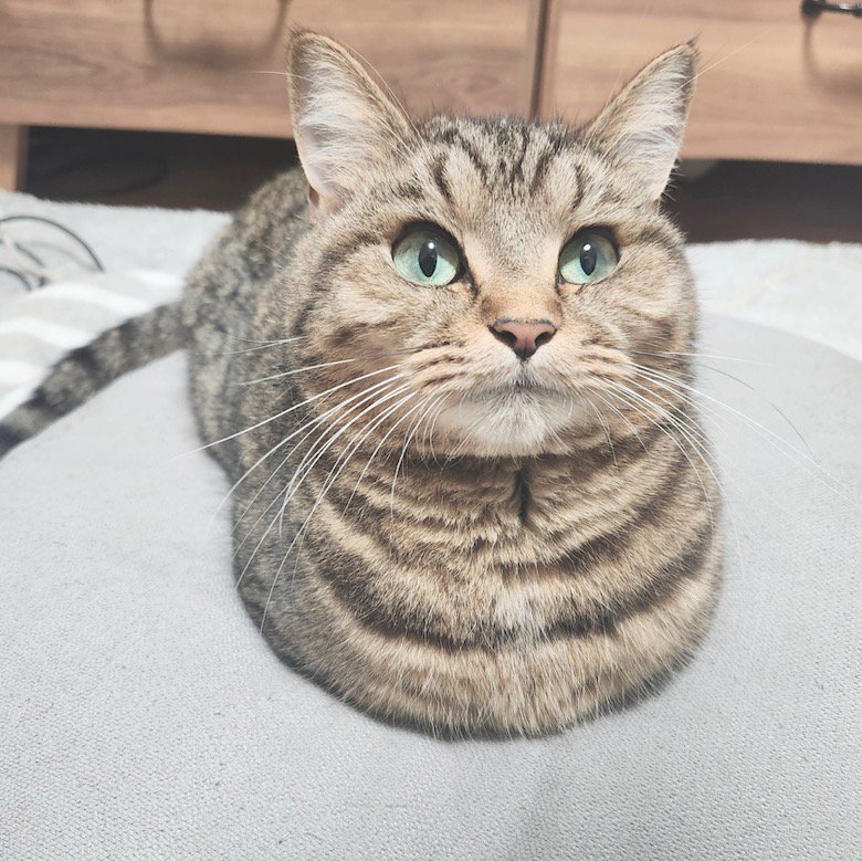 香箱座りをして飼い主を見つめる猫