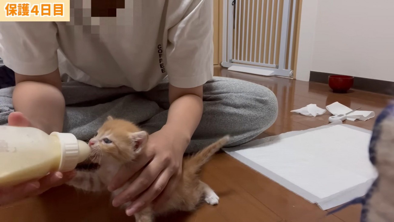 ミルクを飲む子猫