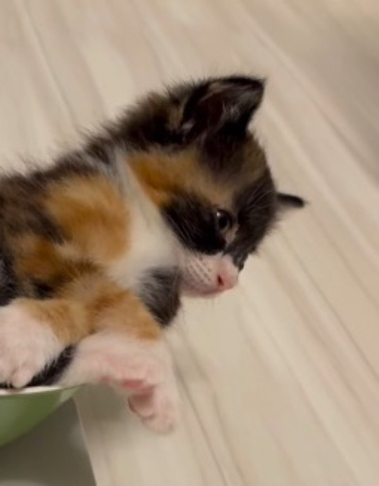 寝入りそうになって目を開ける子猫