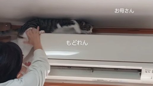 後ろに下がろうとする猫