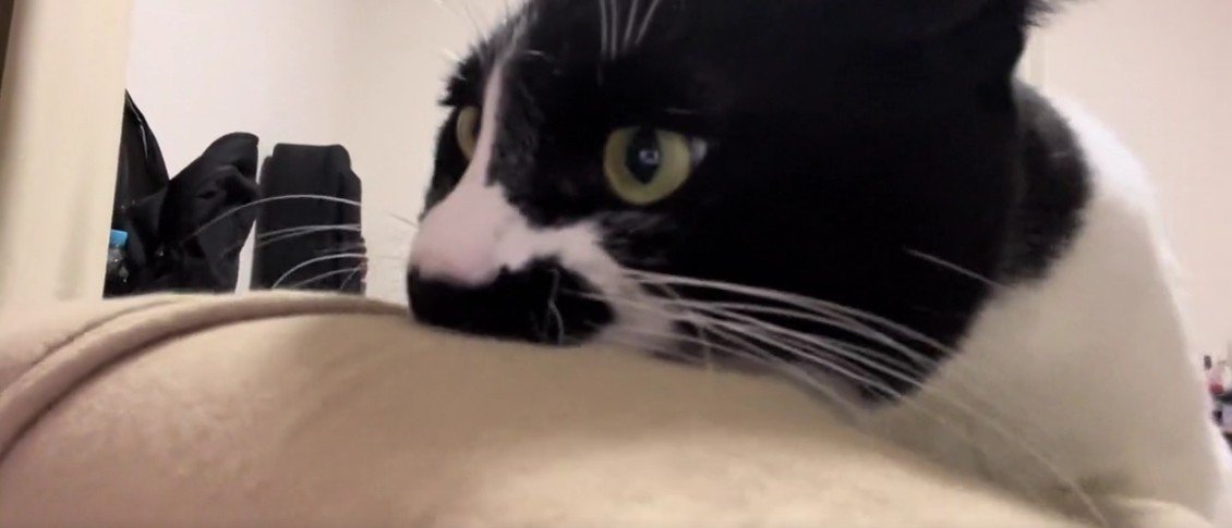 飼い主の服を噛む猫