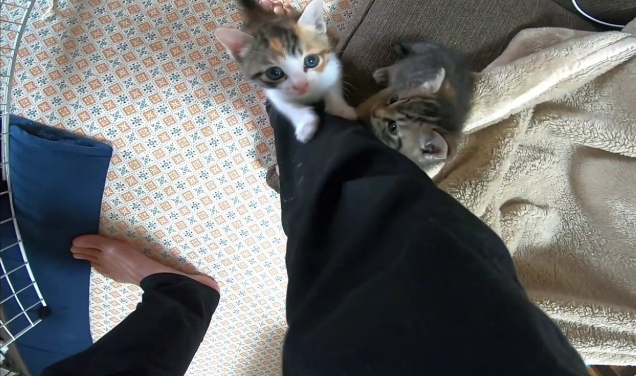 足元にいる2匹の猫