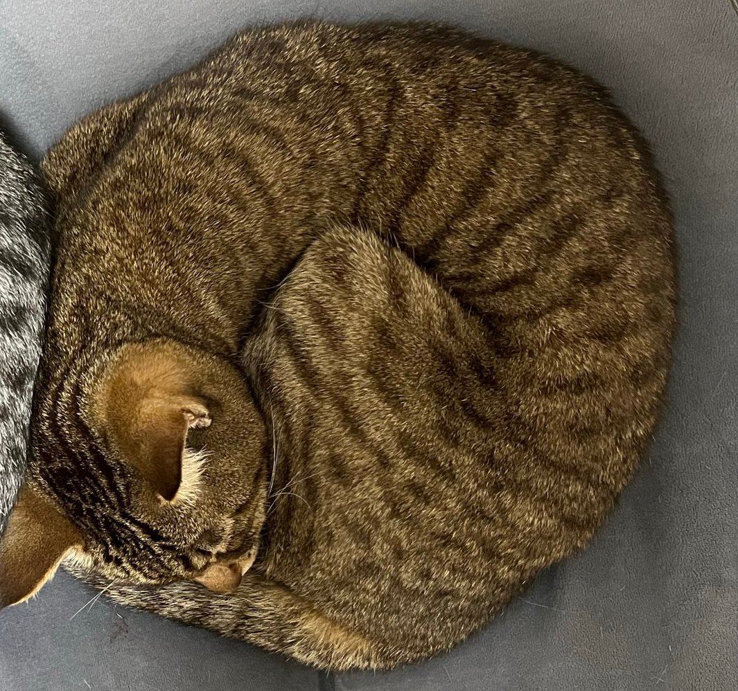 キジトラちゃん