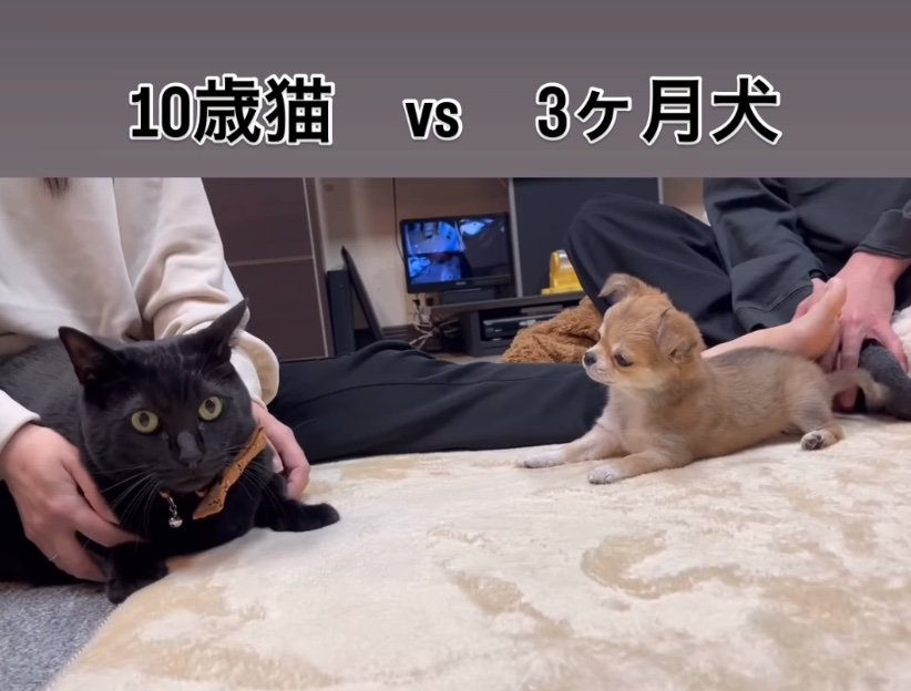 首を傾げる子犬