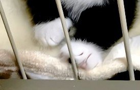 ケージ越しの前足