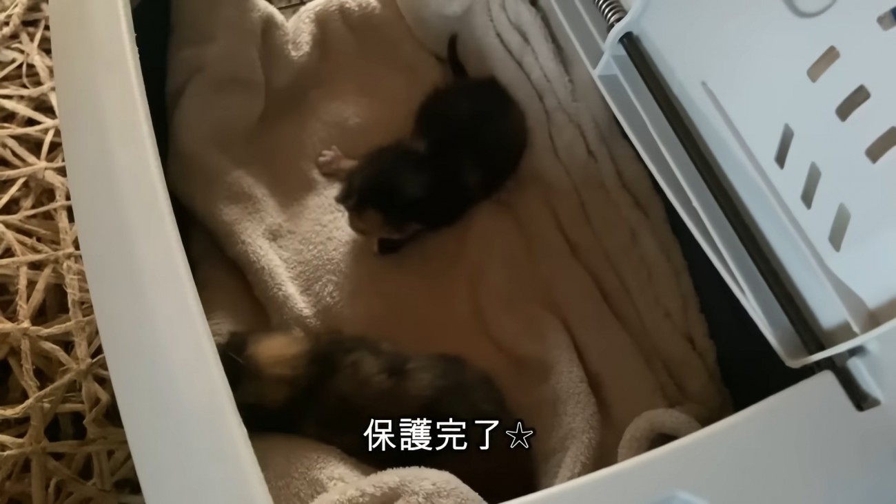 キャリーの中にいる2匹の子猫