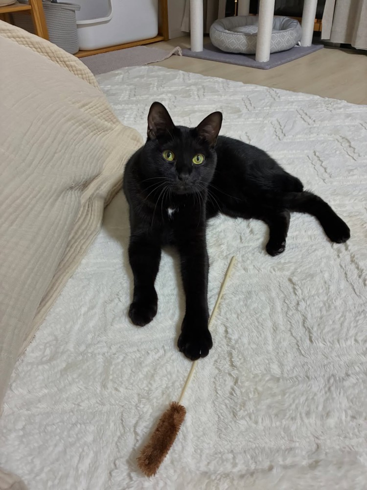猫じゃらしを前足で押さえている猫