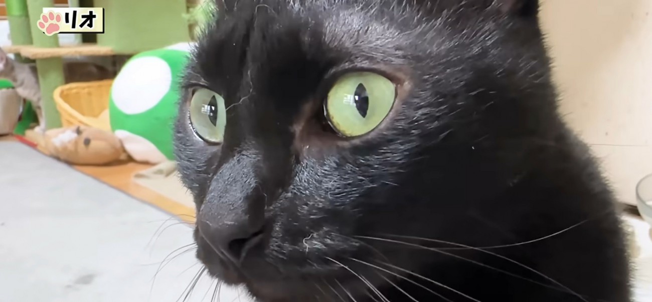 黒猫アップ