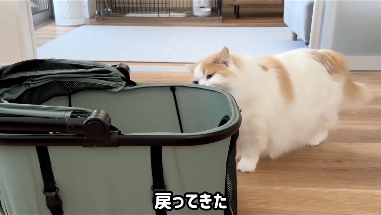 ペットキャリーに恐る恐る近づく猫