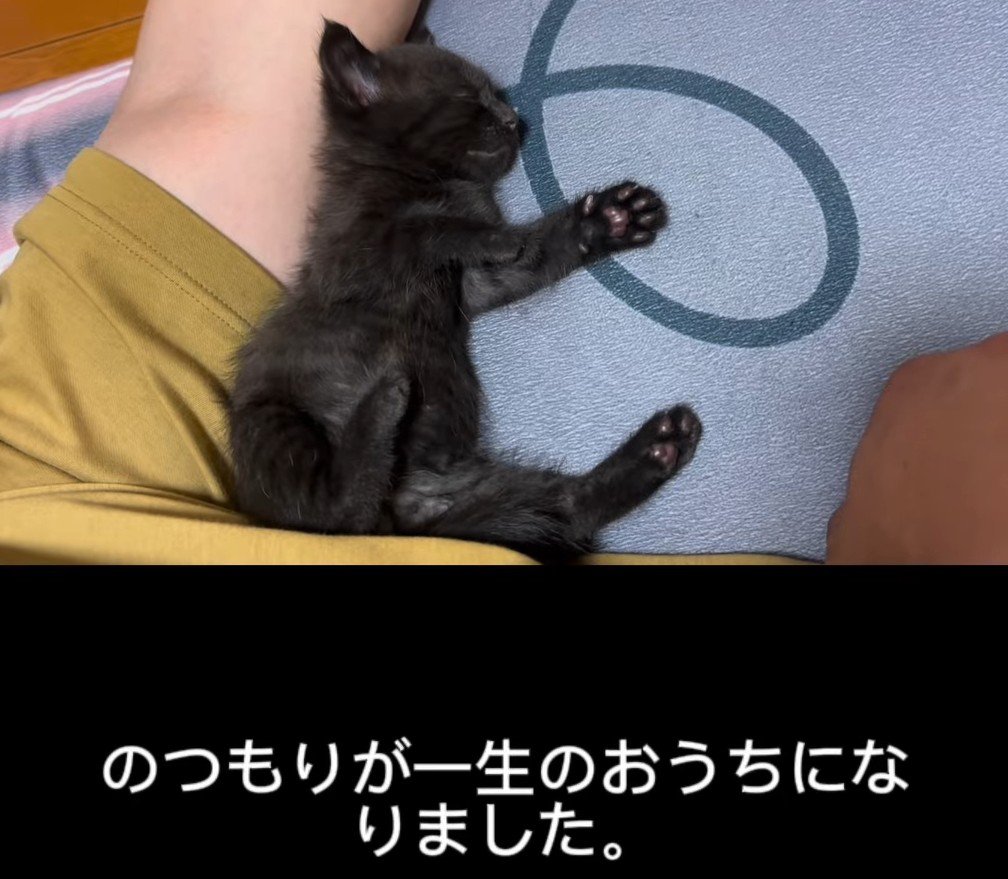 寝ている子猫