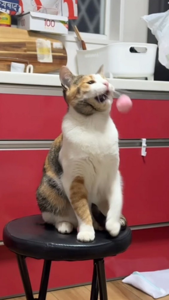 顔にボールが当たって口を開く猫