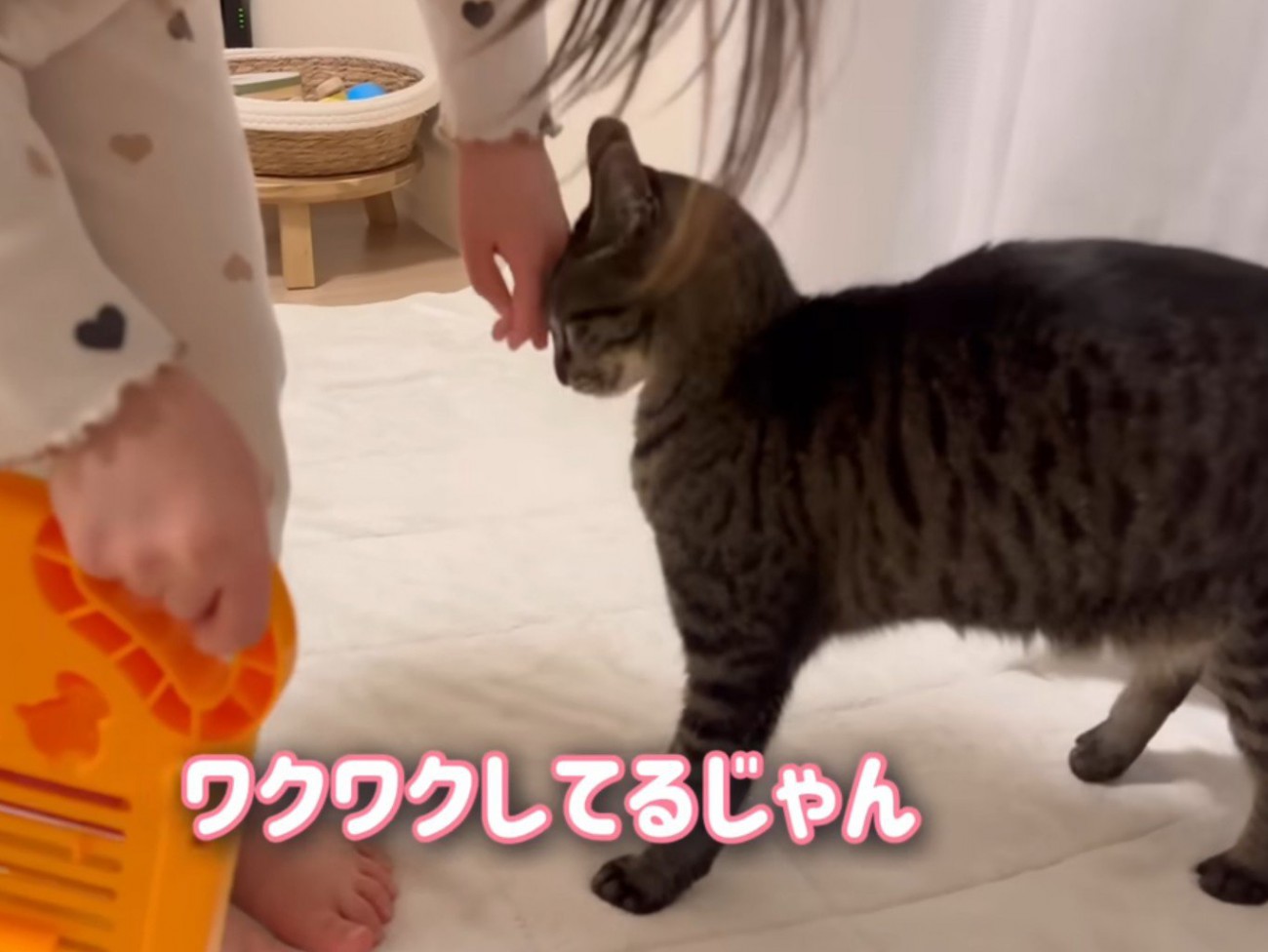 女の子の手にすり寄る猫