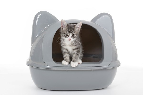 猫トイレをインテリアに！おしゃれな商品４選と上手に隠す方法を紹介