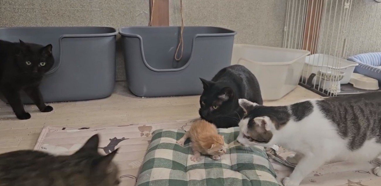 子猫の周りに集まる猫たち