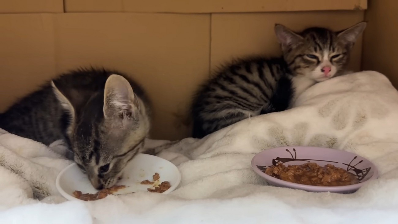 ごはんを食べる子猫と眠る子猫
