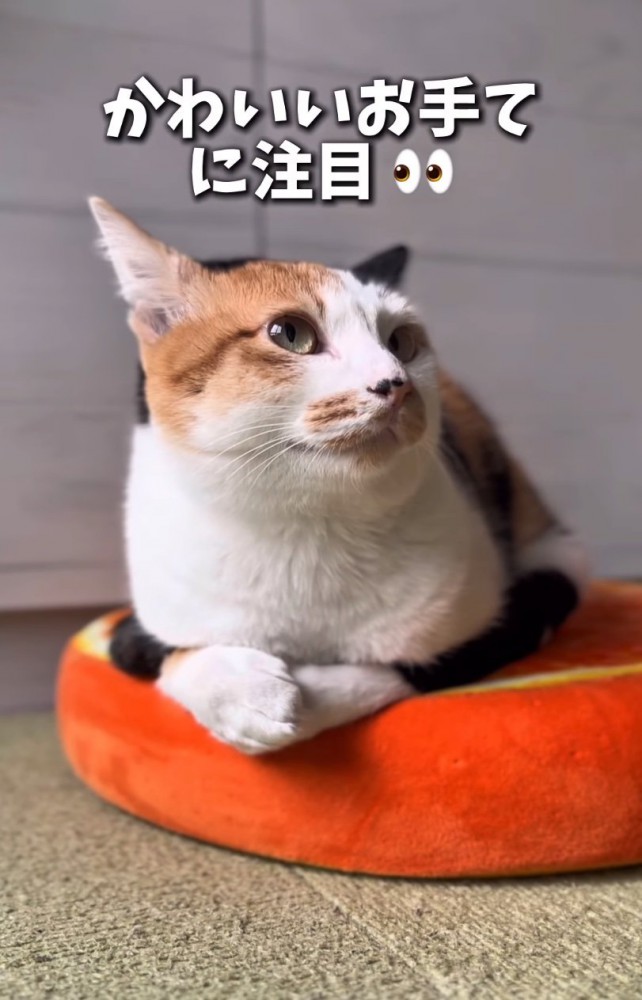 のんびりくつろぐ猫