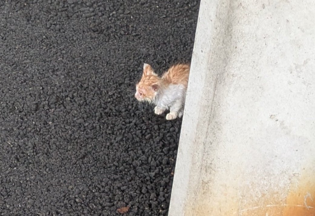 駐車場で発見された福ちゃん