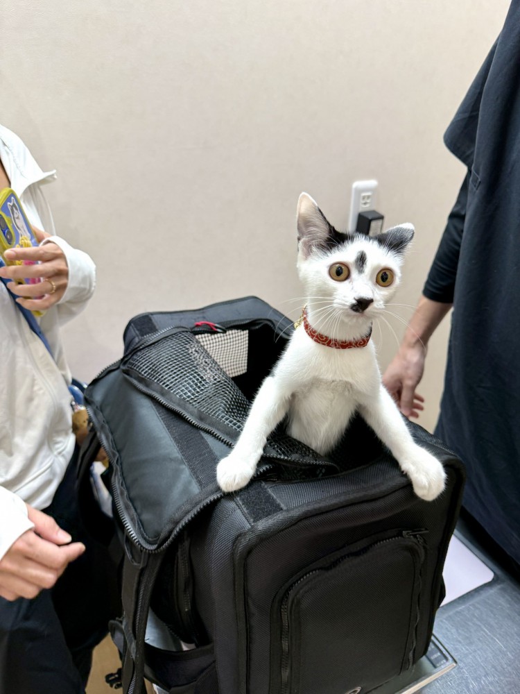 黒いキャリーバッグから身を乗り出す猫