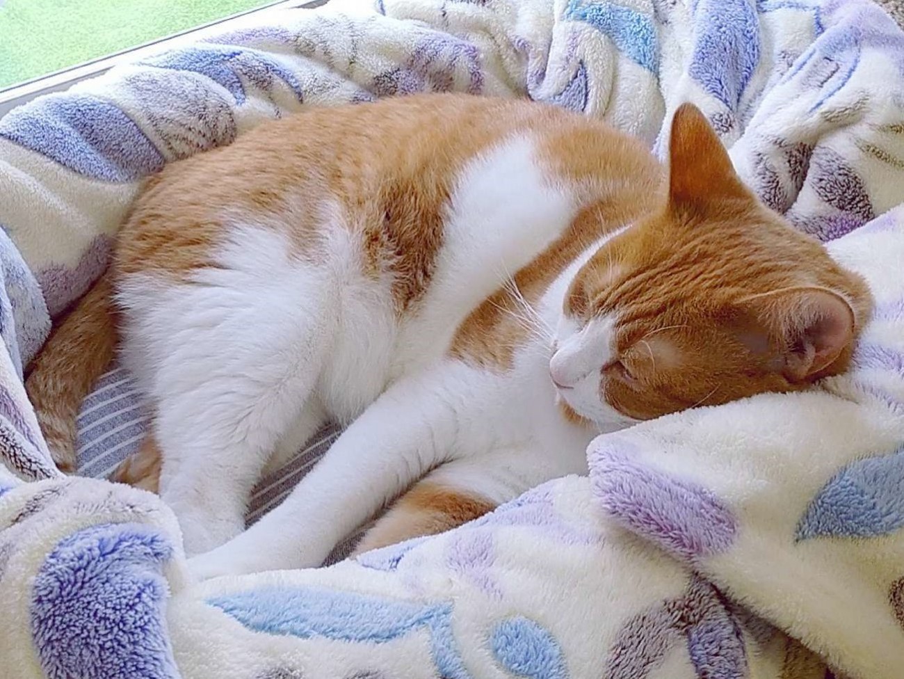 猫ベッドで横になる猫