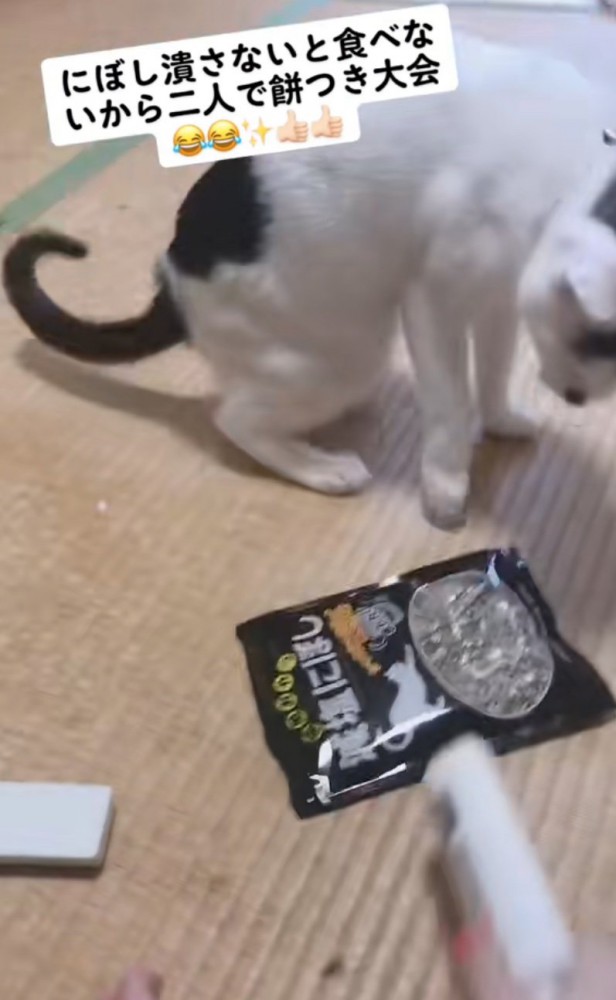 少し後ずさりする猫