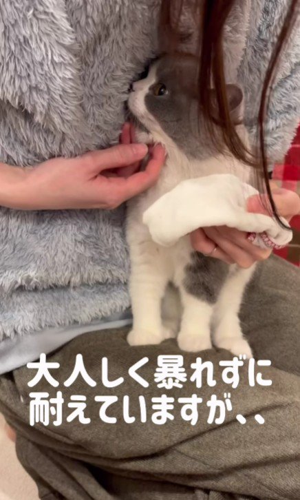 顔を拭かれる猫