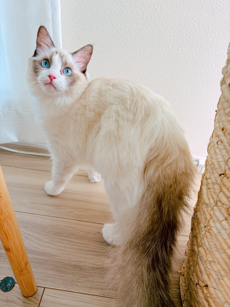 振り向く猫