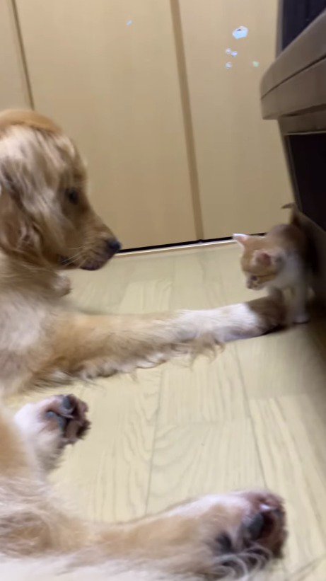 子猫の前に前足を置く犬
