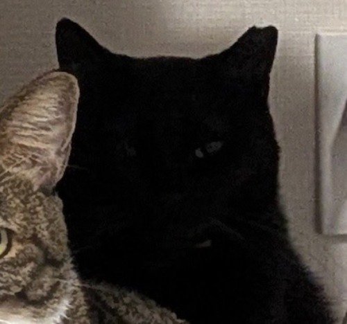 キジ白猫の後ろに座っている黒猫