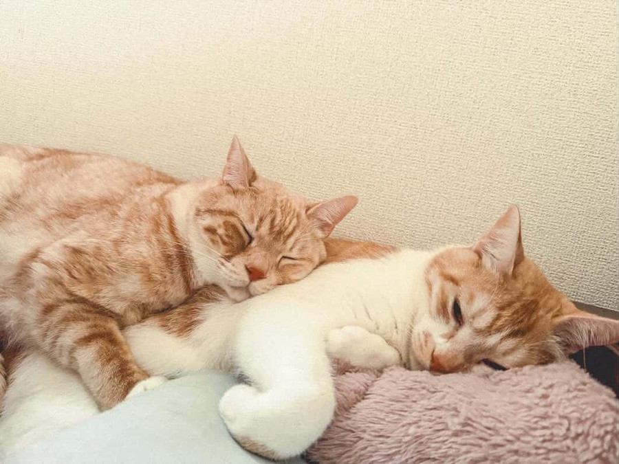 寝ている2匹の猫