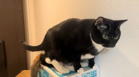 三毛猫の上に座ろうとする猫