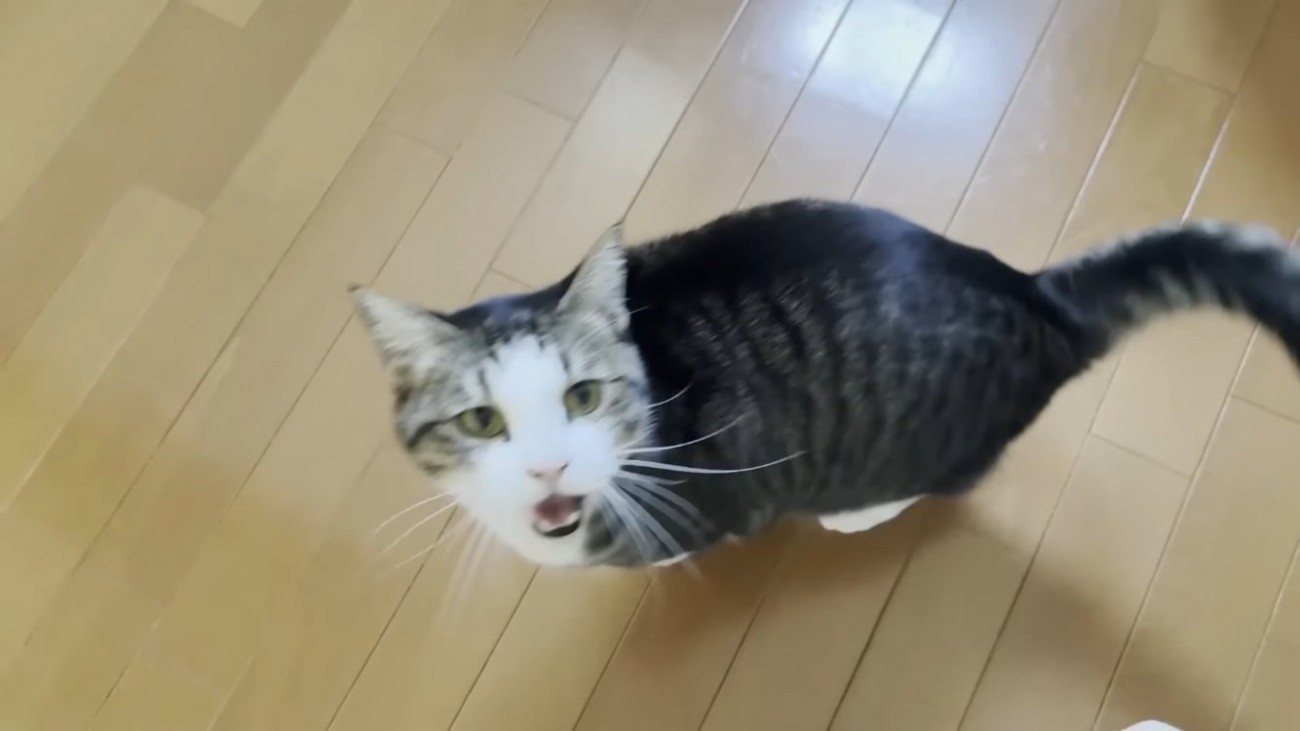 キッチンでママに向かって鳴くキジ白猫