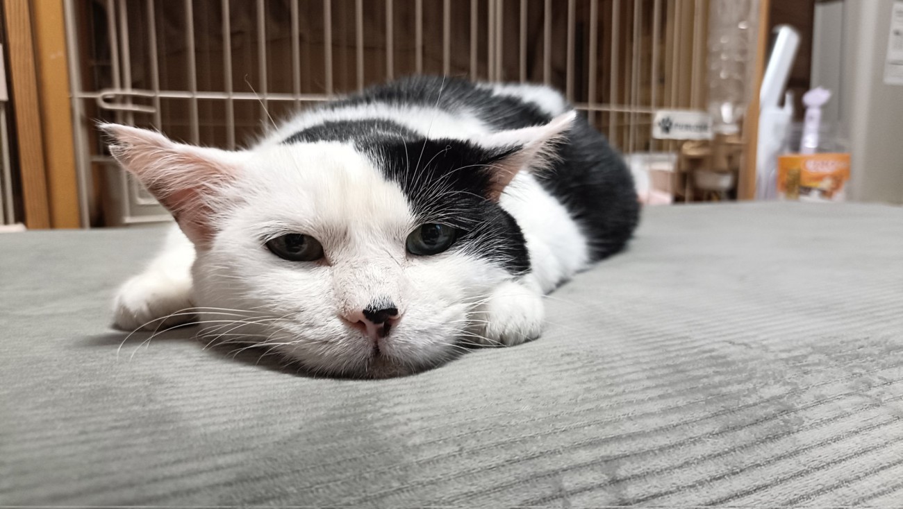 寝そべる猫