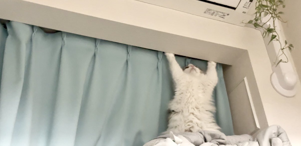 カーテンの前で後ろ足で立ち上がる猫