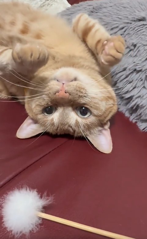 耳かきの近くでひっくり返っている猫