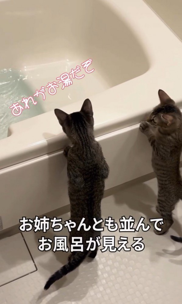 「あれがお湯だぞ」と書かれた写真