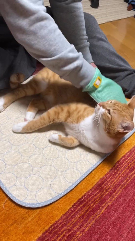 グルーミングしてくれている男性を見上げる猫