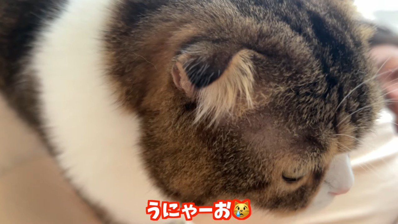 うにゃーお