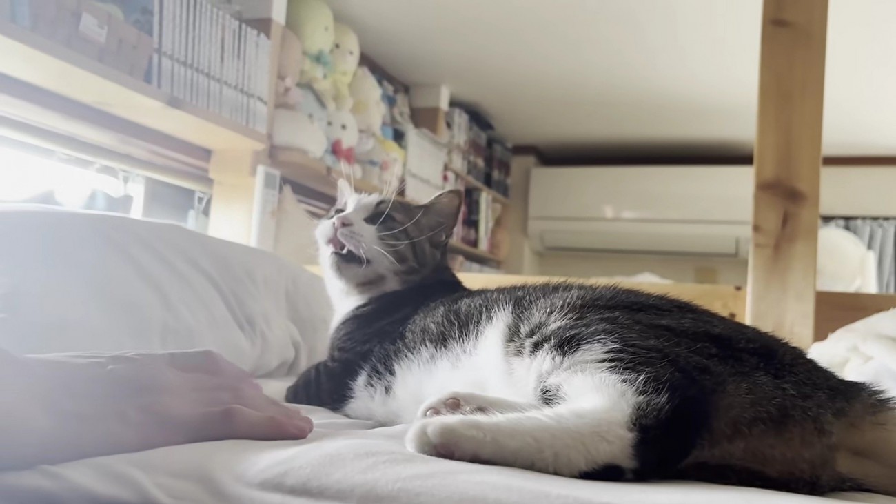 不満そうに鳴く猫の様子