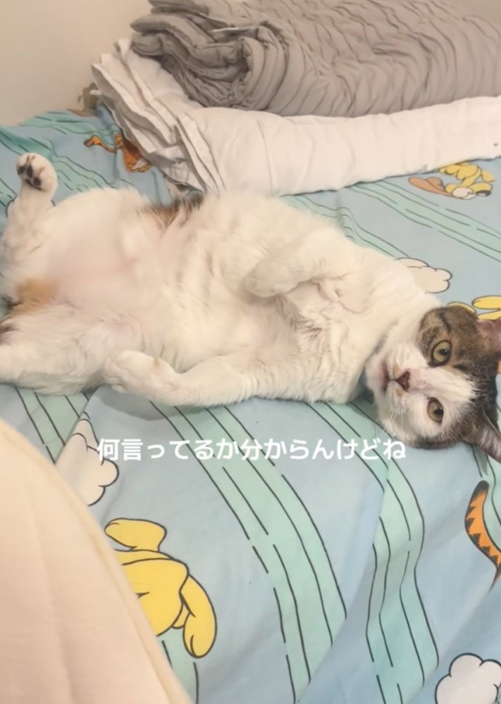 喋る猫
