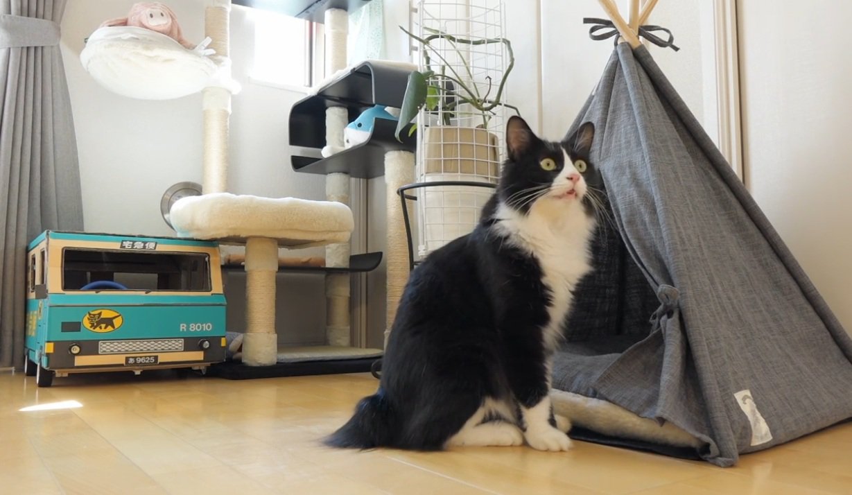 猫用遊具と猫