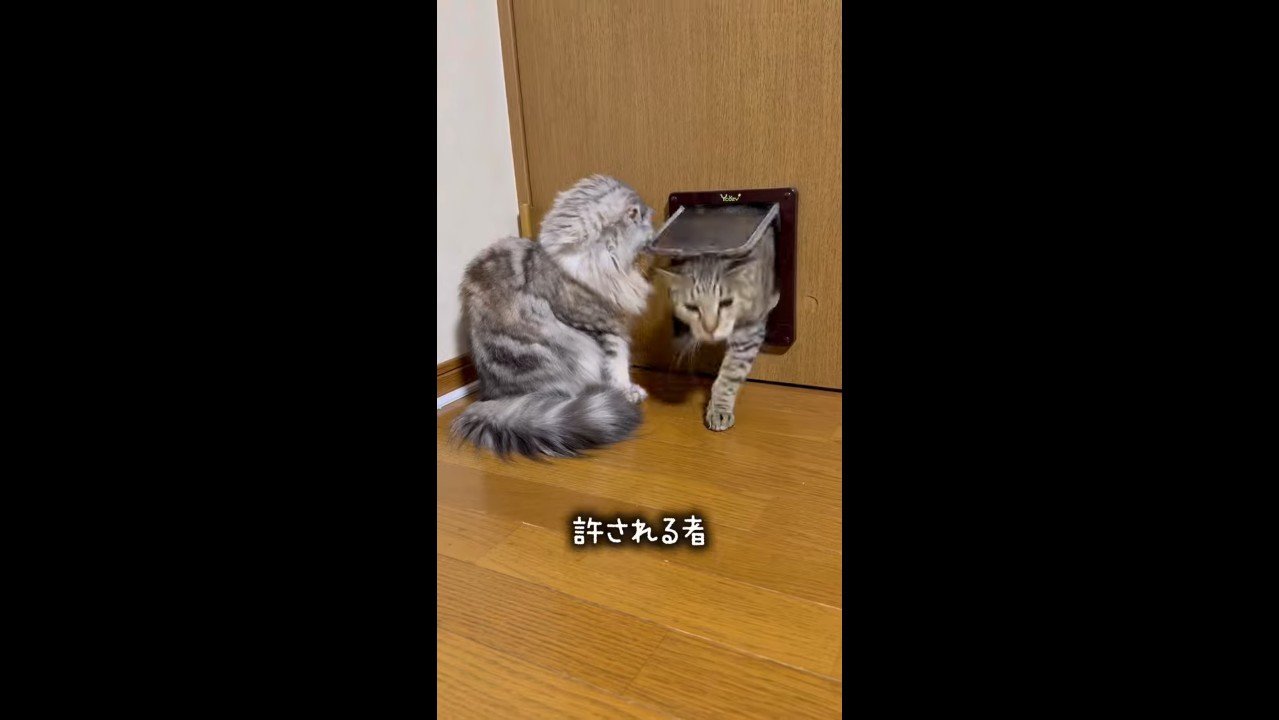 くぐるゆずくん