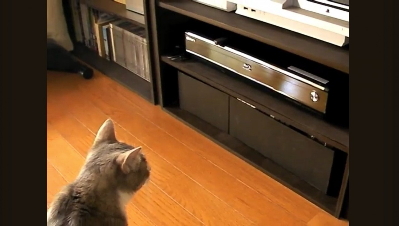 DVDレコーダーを見つめる猫