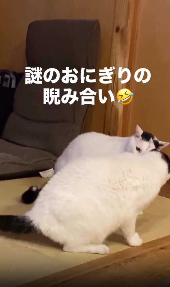 2匹の白黒猫