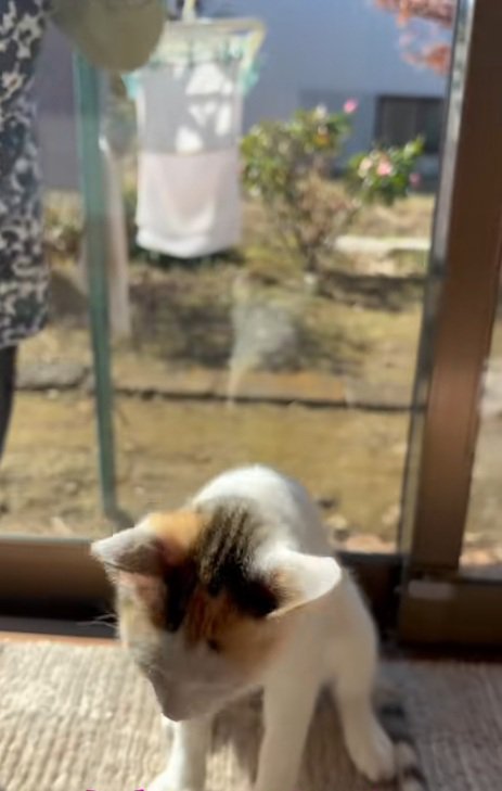 日向ぼっこしているミケ猫